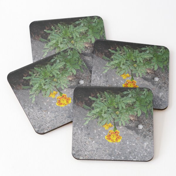 Item preview, Storm Drain Marigold designed and sold by concretebotany.