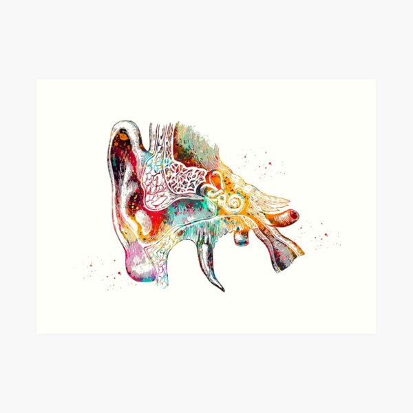 Human ear Art Print