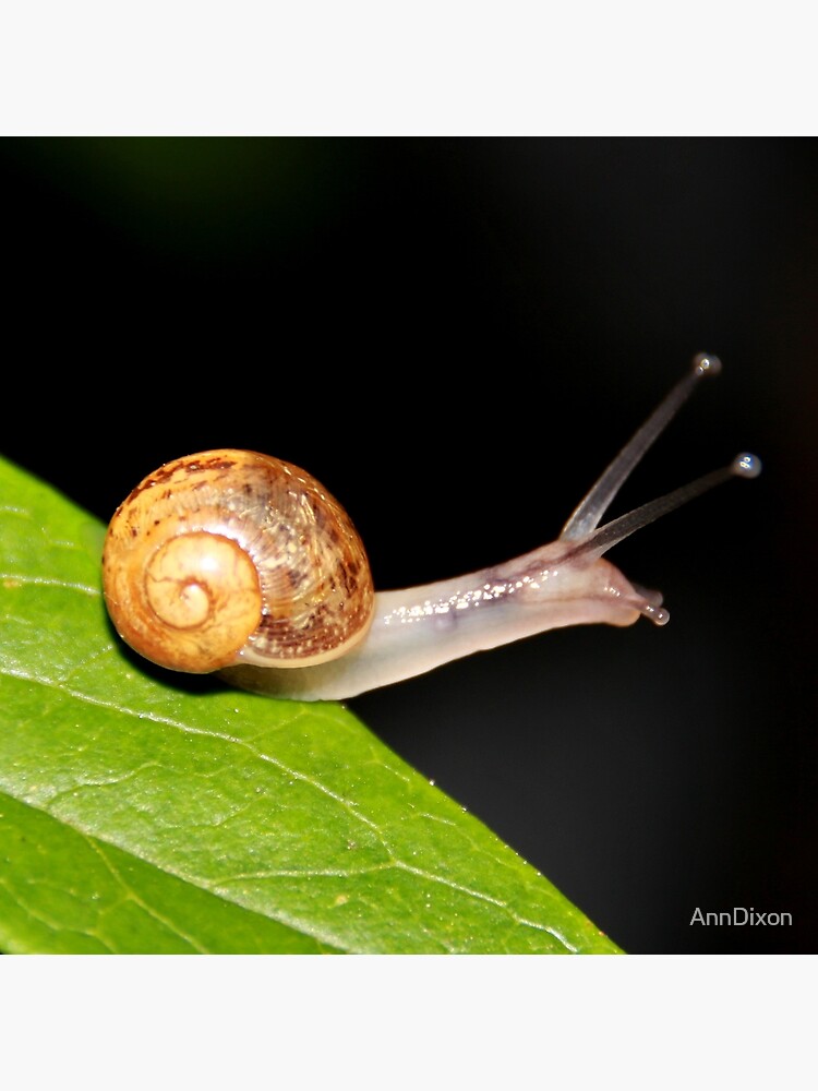 Tote Bag 1cm Escargot Bebe Par Anndixon Redbubble