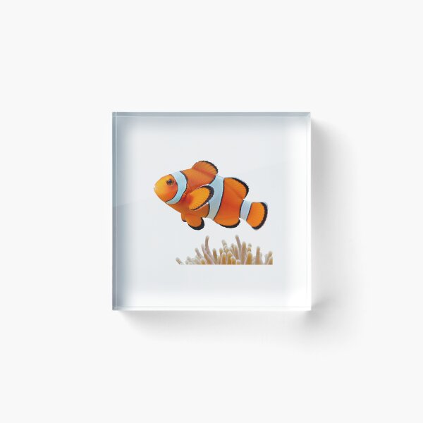 Item preview, Clownfish – Vibrant Coral Reef Portrait designed and sold by Helt-enkelt.