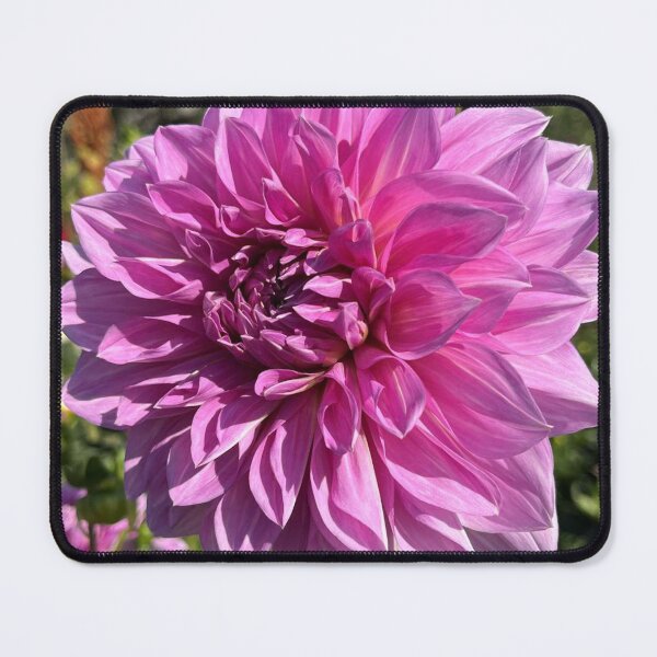 Item preview, Vibrant Pink Dahlia Flower Art designed and sold by ZorianArt.