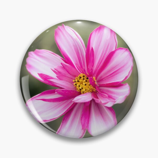 Item preview, Pink Cosmos Bipinnatus designed and sold by Tanya C  Smith.