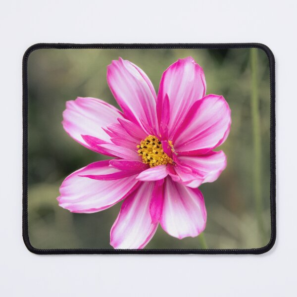 Item preview, Pink Cosmos Bipinnatus designed and sold by Tanya C Smith.