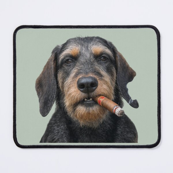 Item preview, Bad Boy Wirehaired Dachshund Smoking Cigar designed and sold by chicworld2026.