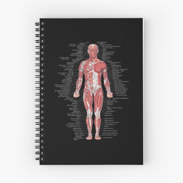 Item preview, Muscular System Of The Human Body designed and sold by terrymyra.