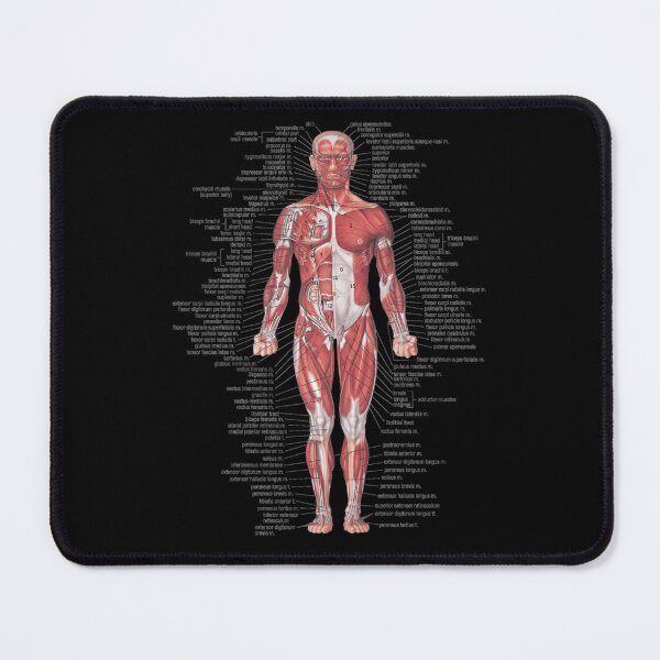 Item preview, Muscular System Of The Human Body designed and sold by terrymyra.