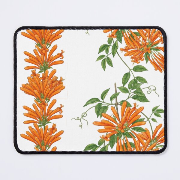 Item preview, Pyrostegia Venusta - Golden Shower Vine Botanical Illustration designed and sold by @Reikiama.