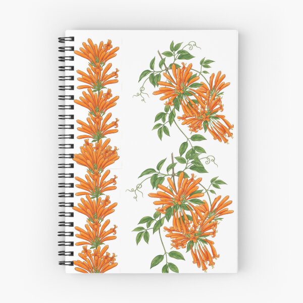 Item preview, Pyrostegia Venusta - Golden Shower Vine Botanical Illustration designed and sold by @Reikiama.