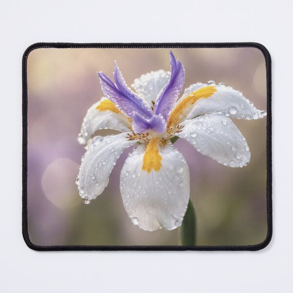 Item preview, Devonport Jewel designed and sold by Bosnich-Wood Photography.