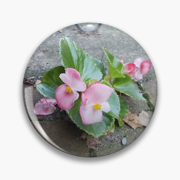 Item preview, Pink Pavementplant Wax Begonia in Queen Village designed and sold by concretebotany.