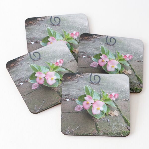 Item preview, Pink Pavementplant Wax Begonia in Queen Village designed and sold by concretebotany.