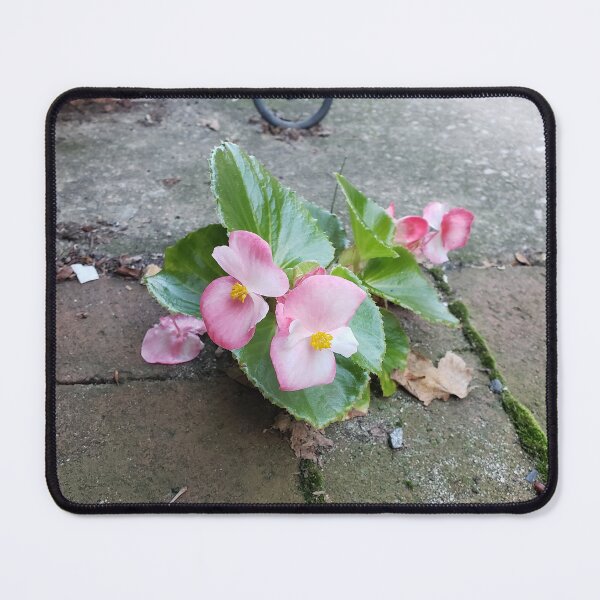 Item preview, Pink Pavementplant Wax Begonia in Queen Village designed and sold by concretebotany.