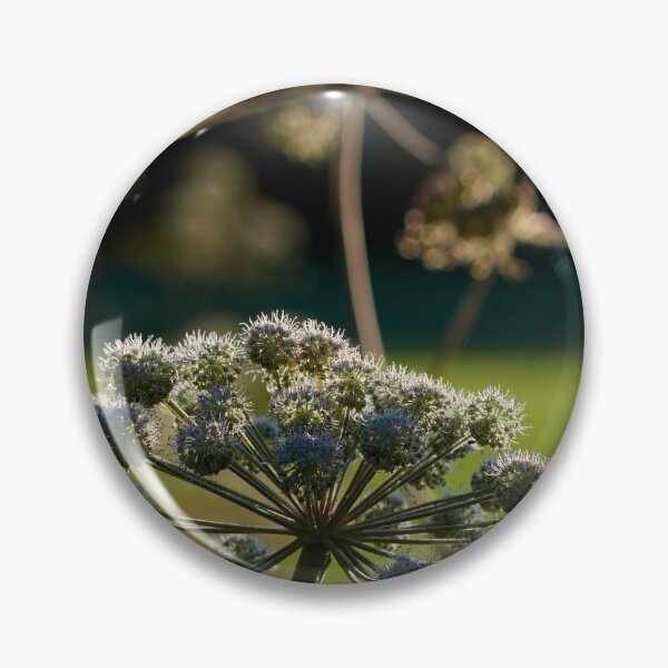 Item preview, Wild Angelica in backlight designed and sold by Jouko Lehto Photography.