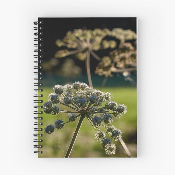 Item preview, Wild Angelica in backlight designed and sold by Jouko Lehto Photography.