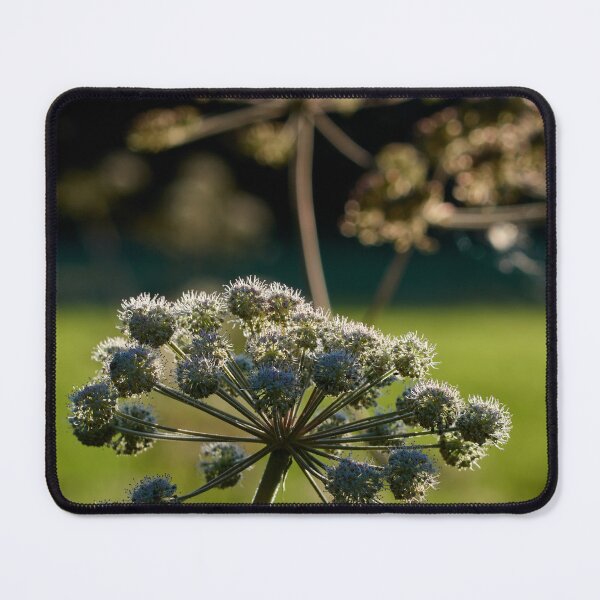 Item preview, Wild Angelica in backlight designed and sold by Jouko Lehto Photography.