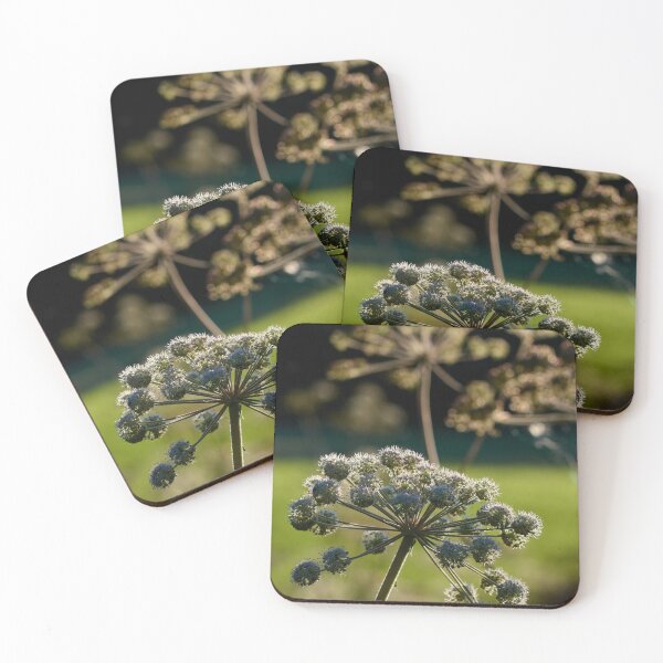 Item preview, Wild Angelica in backlight designed and sold by Jouko Lehto Photography.