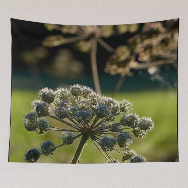 Item preview, Wild Angelica in backlight designed and sold by Jouko Lehto Photography.