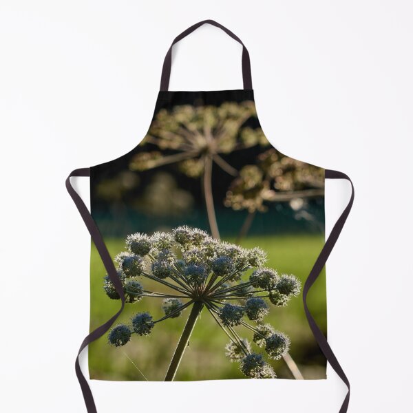 Item preview, Wild Angelica in backlight designed and sold by Jouko Lehto Photography.