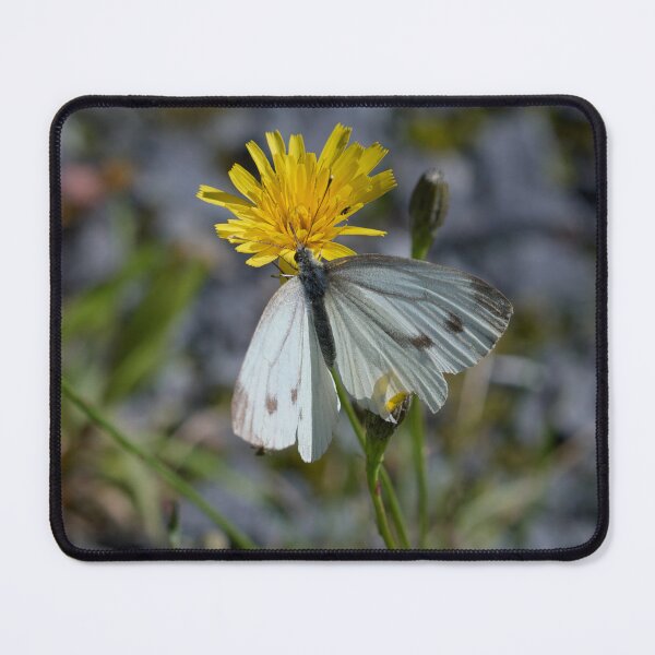 Item preview, Hard life of Green-veined White designed and sold by Jouko Lehto Photography.