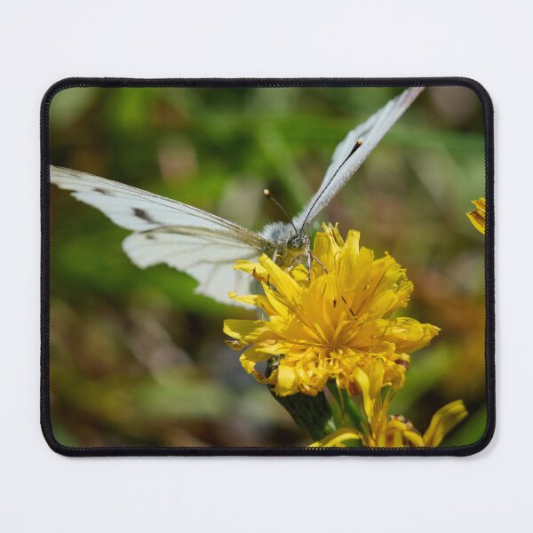 Item preview, Suck it. Green-veined White designed and sold by Jouko Lehto Photography.