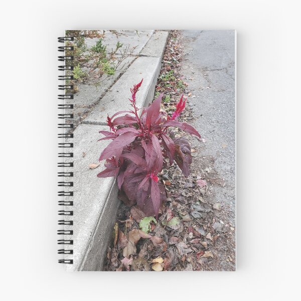 Item preview, Blood Amaranth in the Street designed and sold by concretebotany.