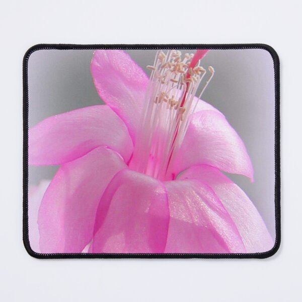 Item preview, Magical Christmas Cactus designed and sold by vette.