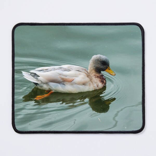 Item preview, Mallard Duck Swimming in Soft Blue-Green Water designed and sold by Dorset Girl.
