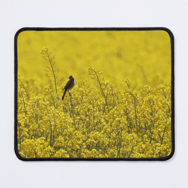 Item preview, Whitethroat in an oil seed field designed and sold by Marju Rose.