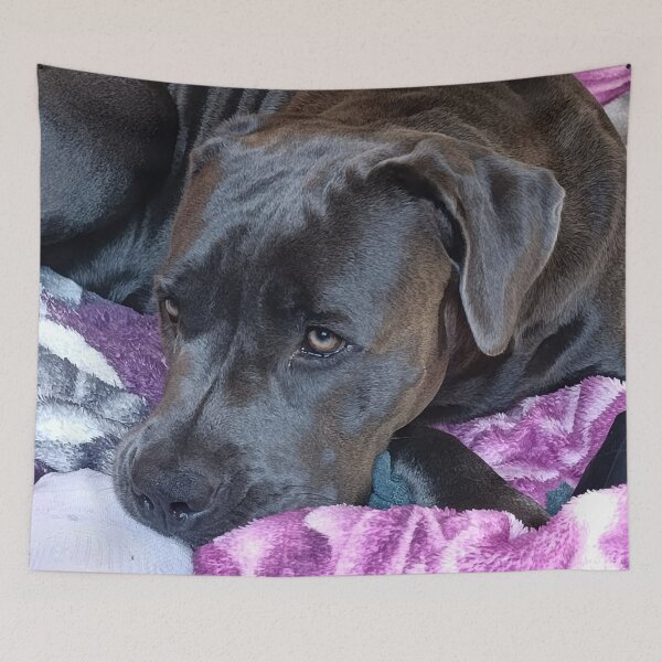 Item preview, Cozy Cane Corso Portrait – Soulful Dog Resting designed and sold by PicturePic.