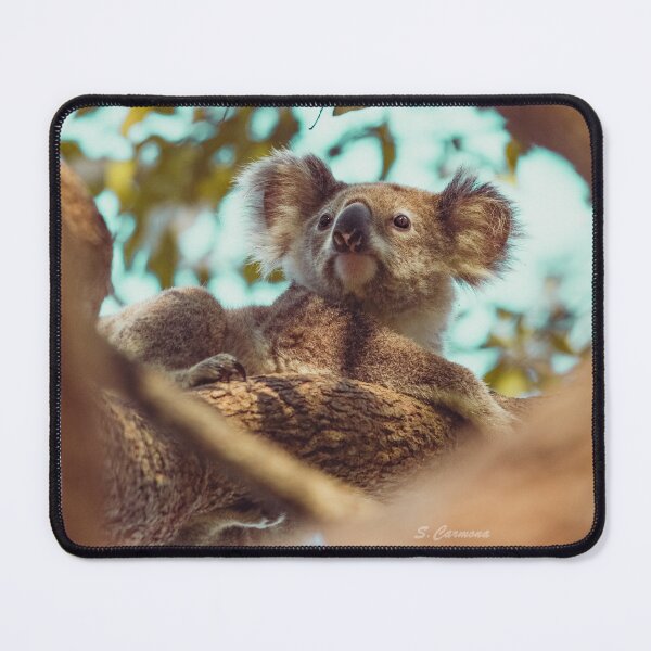 Item preview, Wild Koala Portrait - Brisbane Australia | Part 2 designed and sold by AuraInkSC.