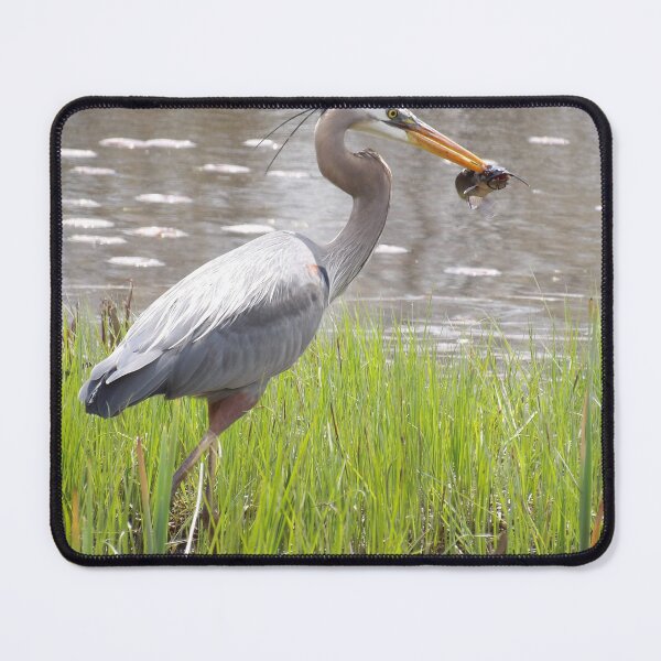 Item preview, GIANT BLUE HERON W/DINNER OF FISH designed and sold by Digital2dreams.