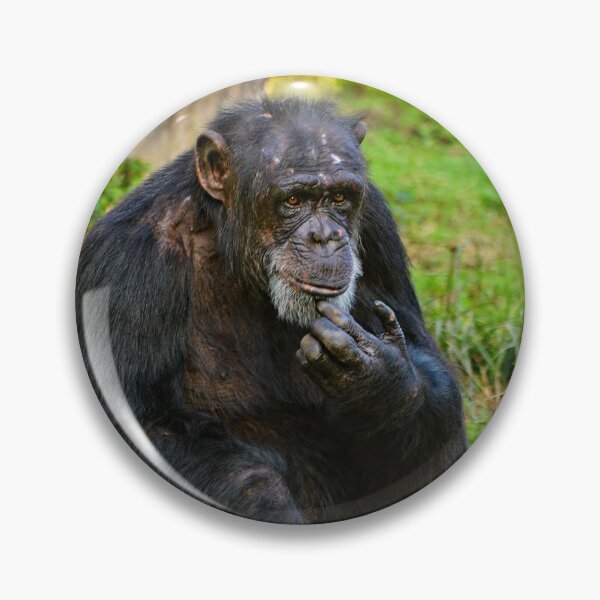 Item preview, Contemplative Chimpanzee in Natural Habitat designed and sold by Savannah Gibbs.