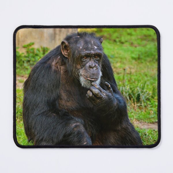 Item preview, Contemplative Chimpanzee in Natural Habitat designed and sold by Savannah Gibbs.
