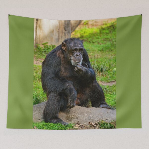 Item preview, Contemplative Chimpanzee in Natural Habitat designed and sold by Savannah Gibbs.