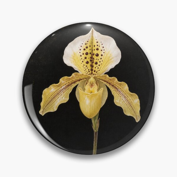 Item preview, Krabi Yellow Slipper Orchid – Thai Botanical Art designed and sold by BangkokFineArt.