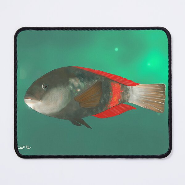 Item preview, Crimson Band Wrasse Fish designed and sold by BASSAM DAWOOD.