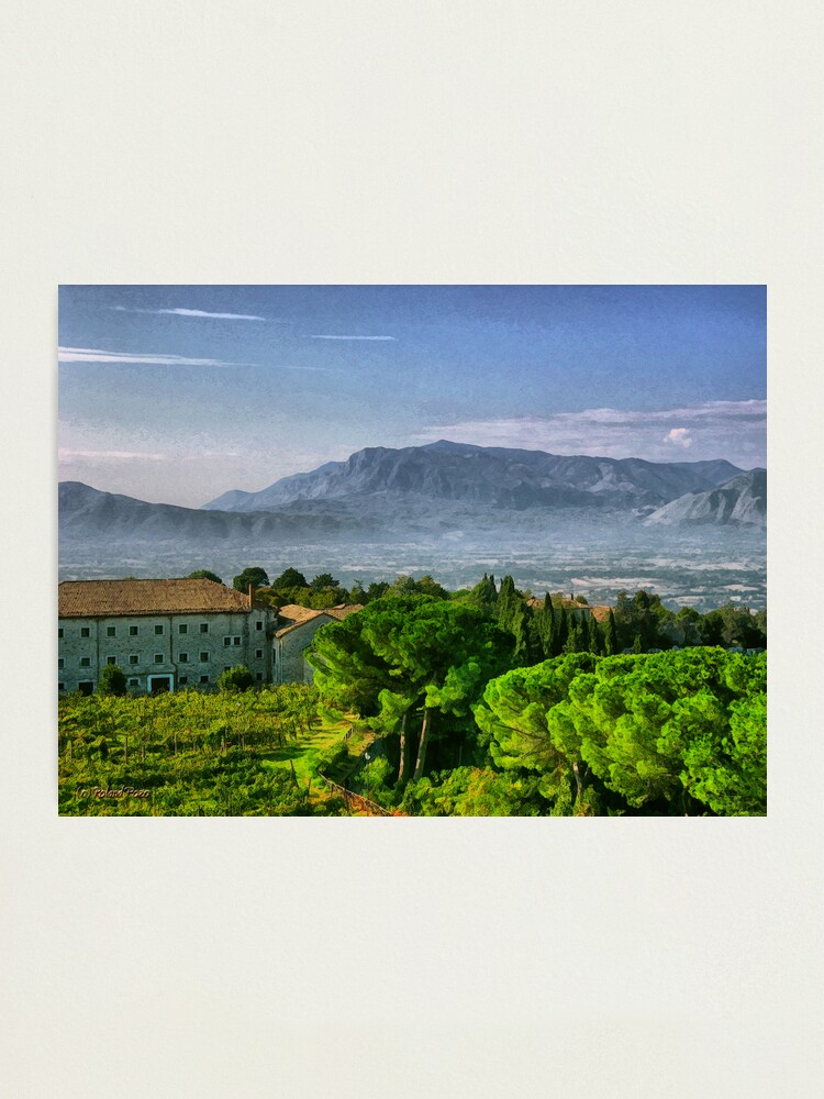 Alternate view of Vineyard in Monte Cassino Photographic Print