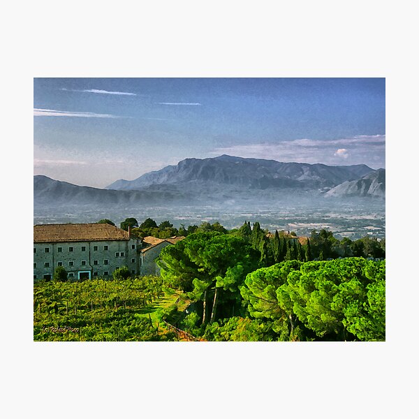 Vineyard in Monte Cassino Photographic Print