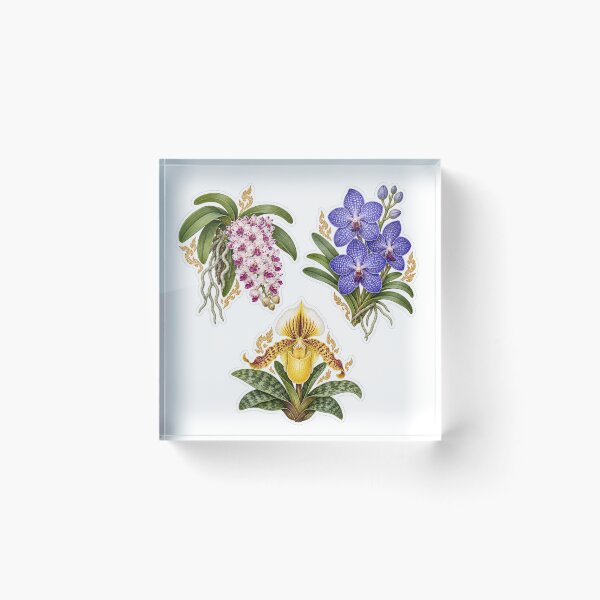 Item preview, Thai Orchid Sticker Pack – Chang Kra, Blue Vanda & Yellow Slipper Orchid designed and sold by BangkokFineArt.