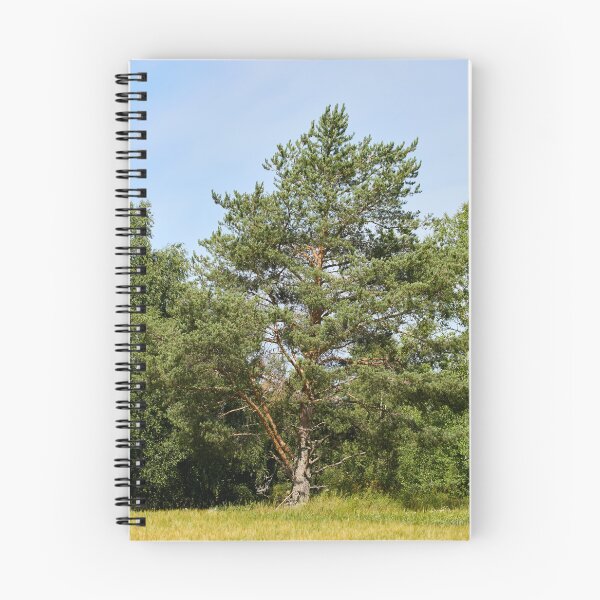 Item preview, Pine by the field  Parkkuu 2026 designed and sold by Jouko Lehto Photography.