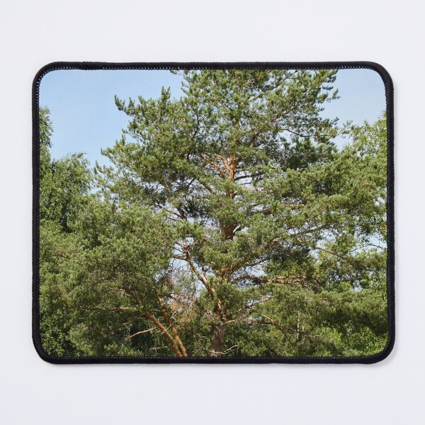 Item preview, Pine by the field  Parkkuu 2026 designed and sold by Jouko Lehto Photography.