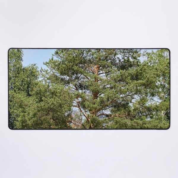 Item preview, Pine by the field  Parkkuu 2026 designed and sold by Jouko Lehto Photography.