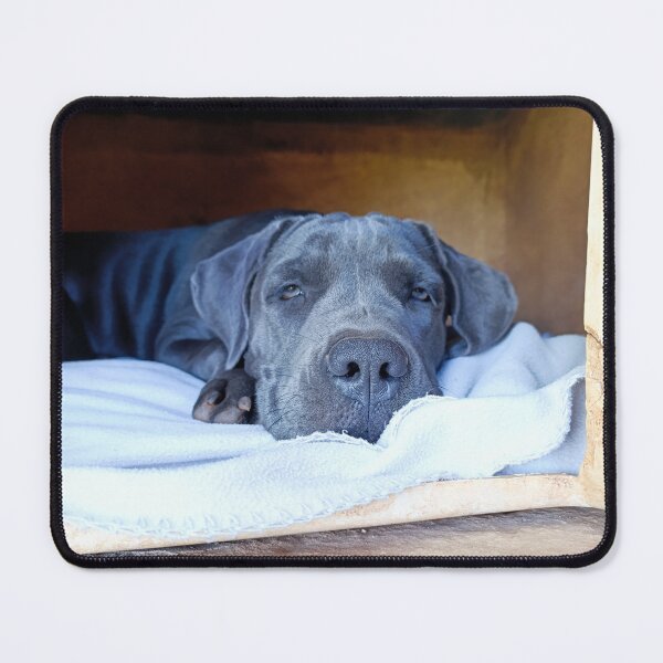 Item preview, Cane Corso in his doghouse designed and sold by PicturePic.