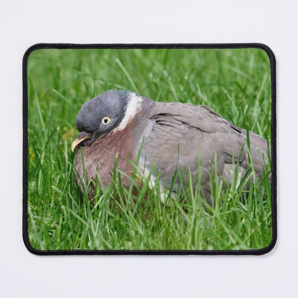 Item preview, When the grass is greener.Wood Pigeon designed and sold by Jouko Lehto Photography.