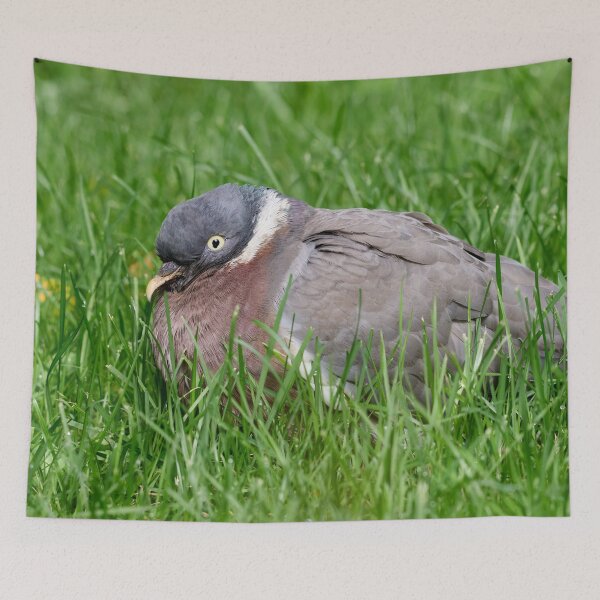 Item preview, When the grass is greener.Wood Pigeon designed and sold by Jouko Lehto Photography.