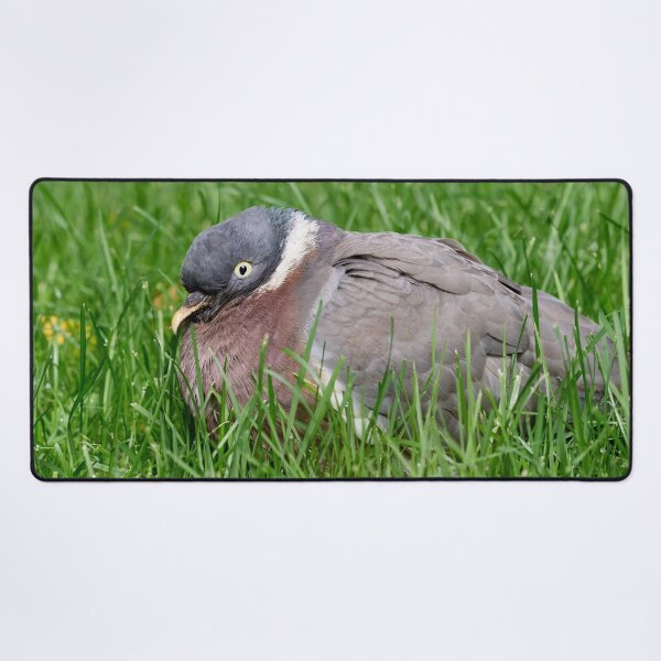 Item preview, When the grass is greener.Wood Pigeon designed and sold by Jouko Lehto Photography.