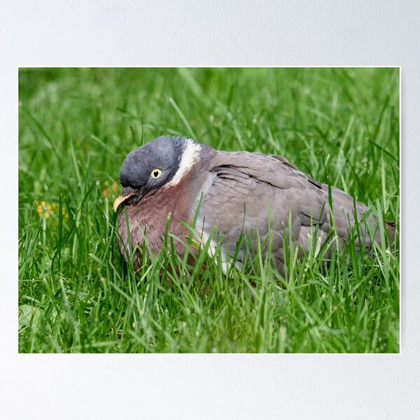 Item preview, When the grass is greener.Wood Pigeon designed and sold by Jouko Lehto Photography.