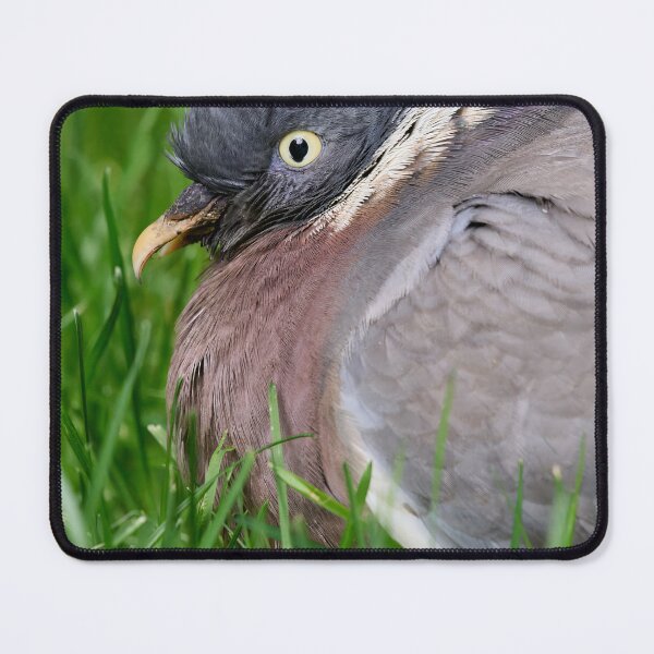 Item preview, Portrait. Wood Pigeon designed and sold by Jouko Lehto Photography.