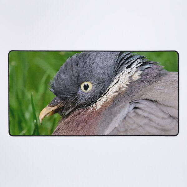 Item preview, Portrait. Wood Pigeon designed and sold by Jouko Lehto Photography.