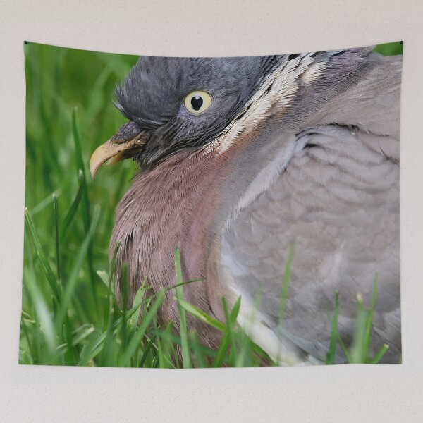 Item preview, Portrait. Wood Pigeon designed and sold by Jouko Lehto Photography.
